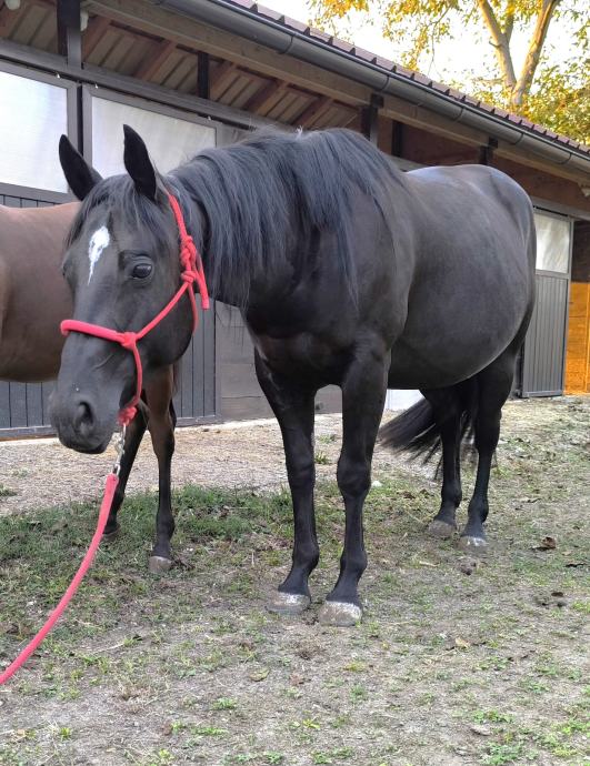 Kobila Quarter Horse