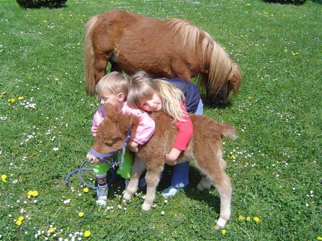 Mini šetlandski poni-ka rodovniški