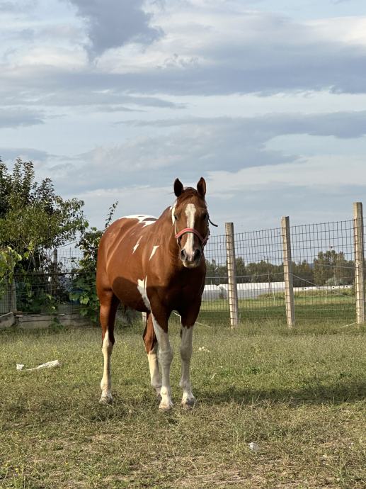 Paint horse