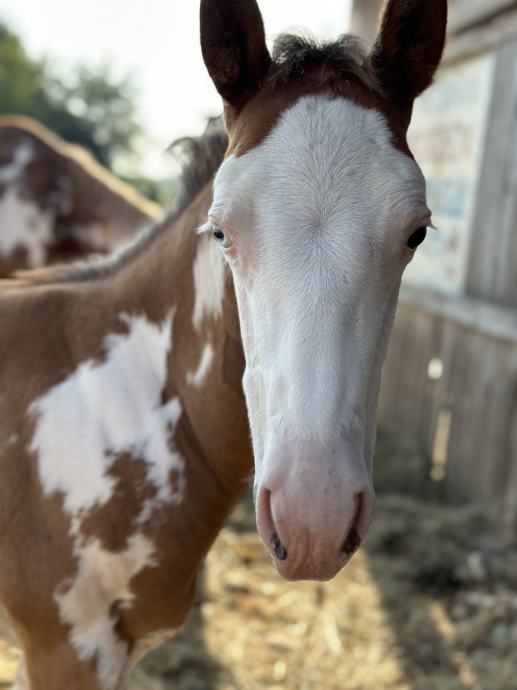 Paint horse