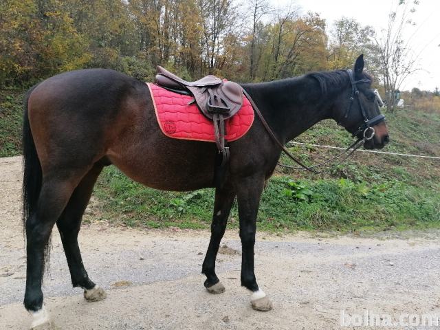 Polnokrvni anglež, angleški polnokrvnjak kastrat