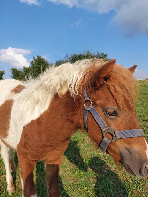 Poni žrebička