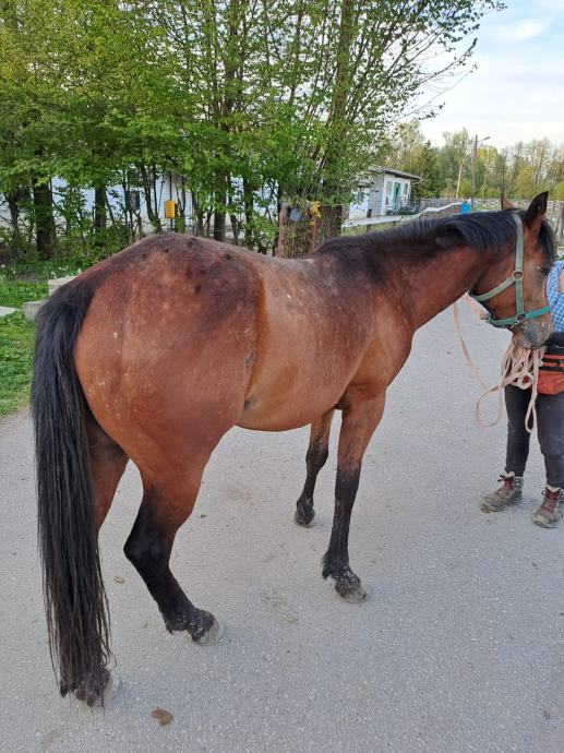 Na prodaju : Topsail Speedy Bar #691116  , 3 godine star Aphc ždrebec