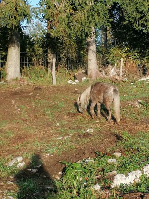 Prodam ali menjam breje poni kobilce