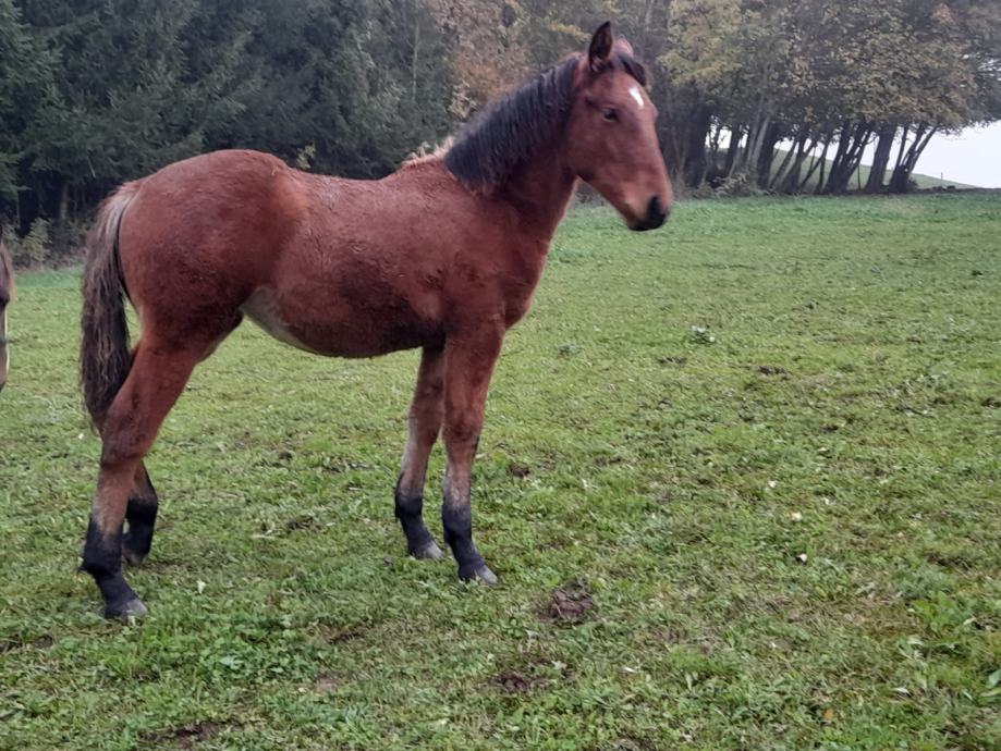 prodam kobilo z žrebičko ali posamezno