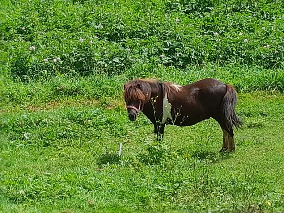 Prodam pony žrebca star 13 mesecev