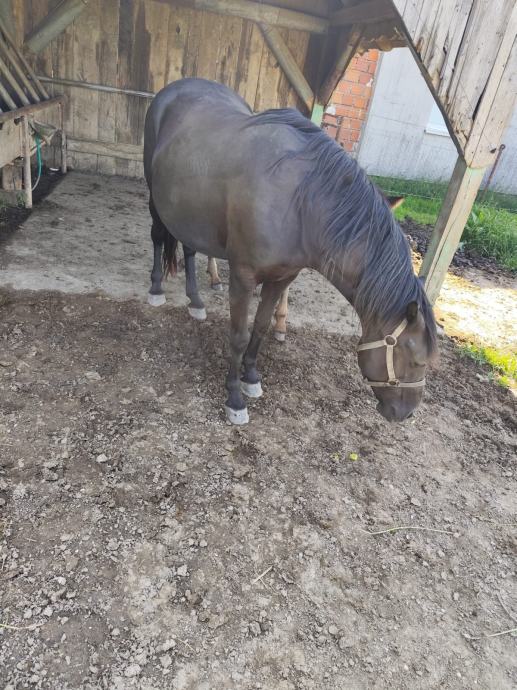 Prodam vozno kobilo in žrebičko staro 3 mesece