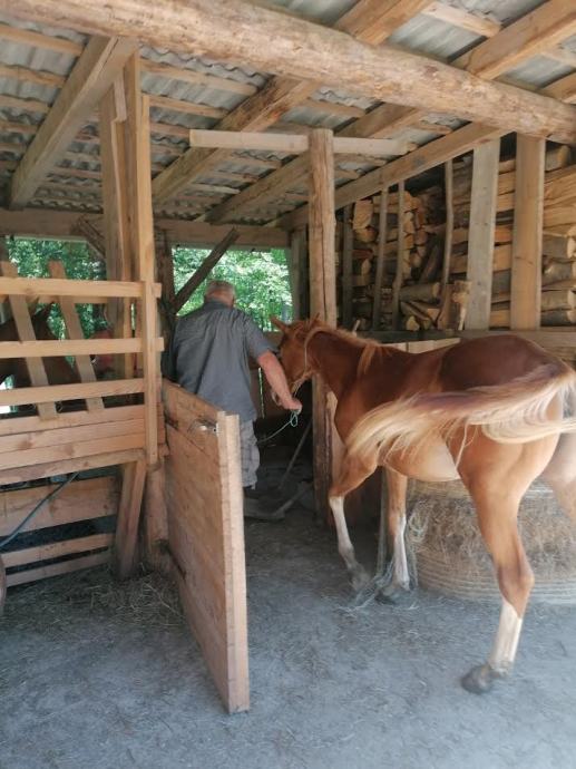 Prodam žrebičko QH in appolusa