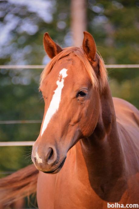 Quarter horse žrebček