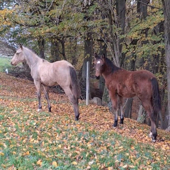 QUARTER HORSE ŽREBICA IN ŽREBČEK