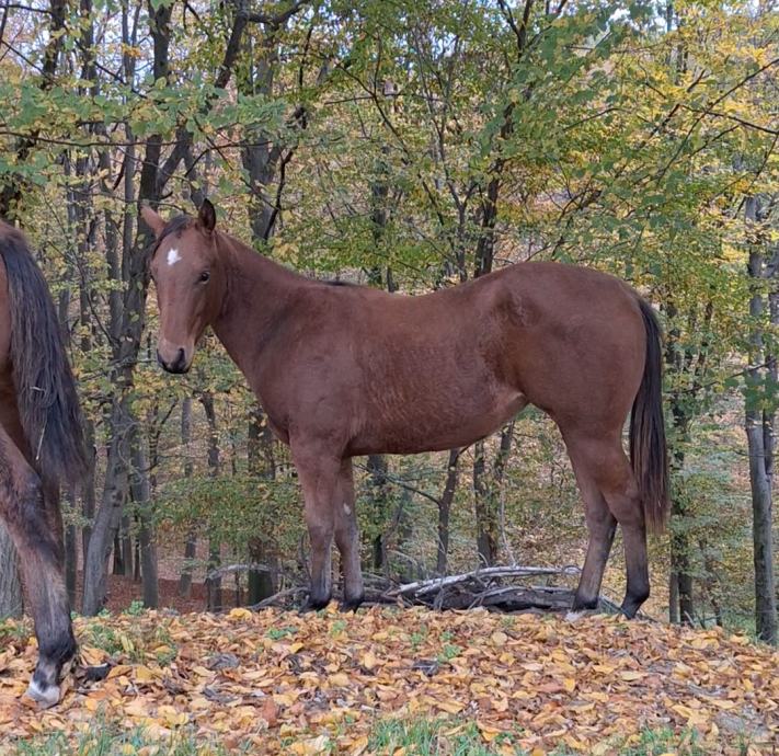 Quarter Horse žrebica