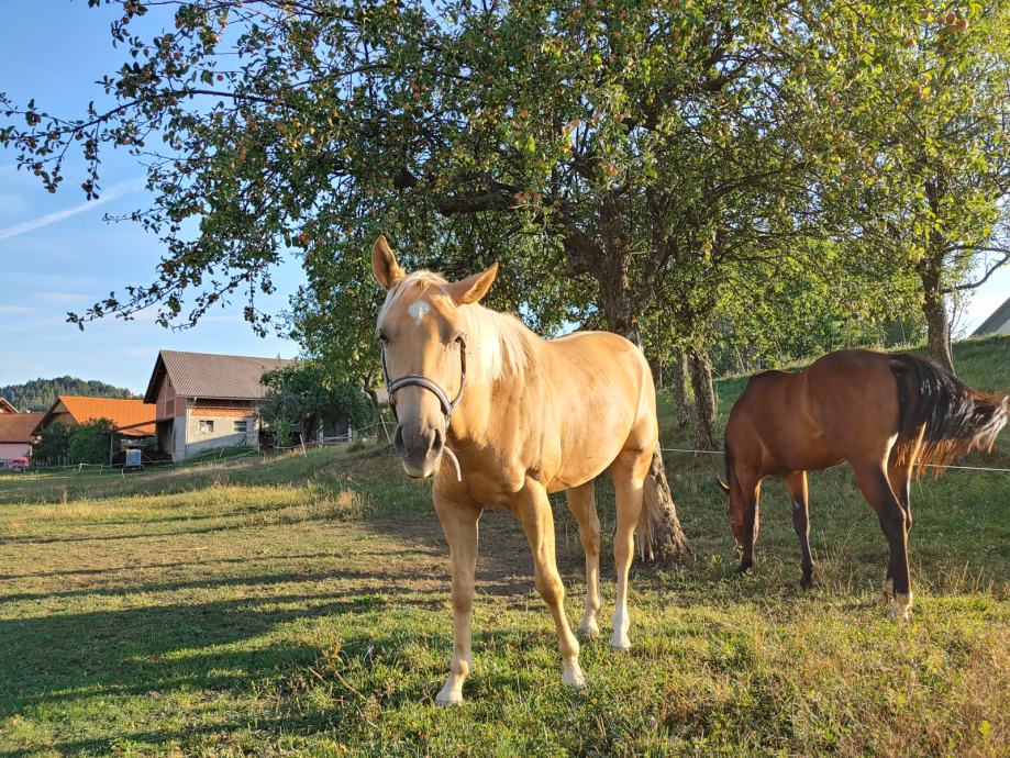 Quarterhorse Palomino