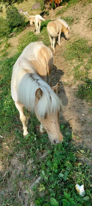 Šetland poni žrebček