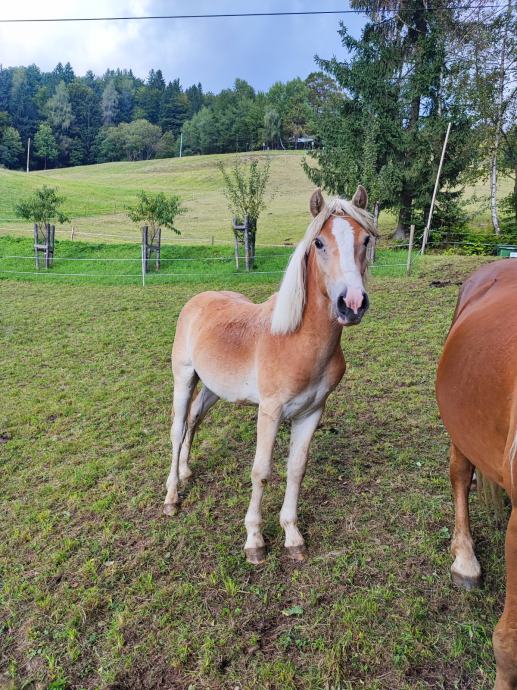 Žrebček haflinger