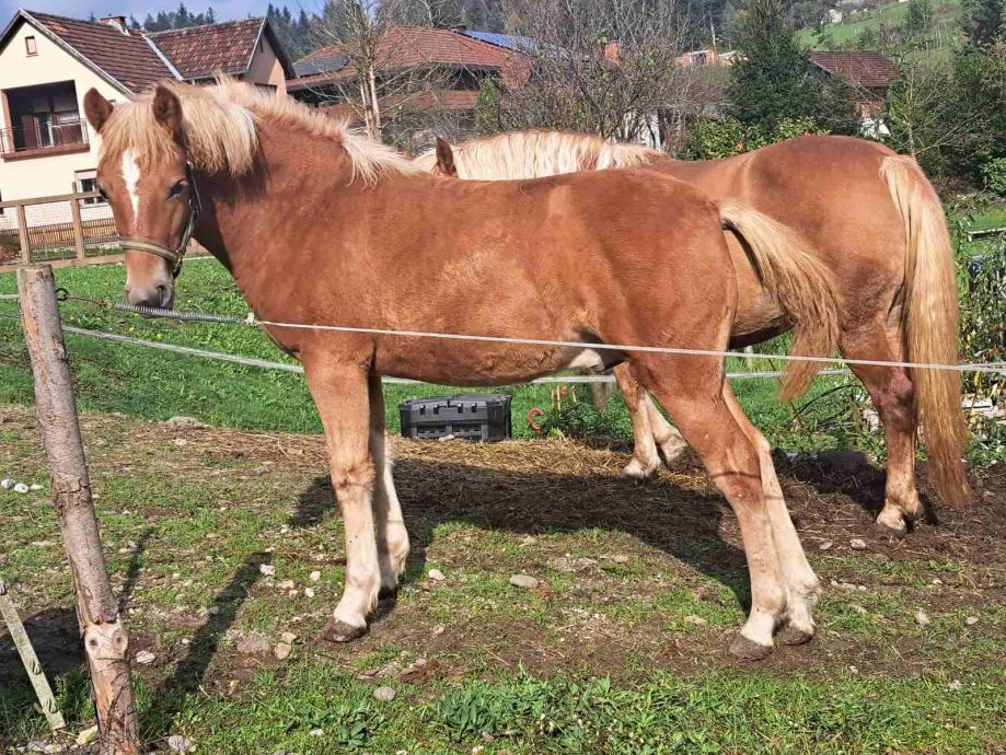 Žrebček Haflinger