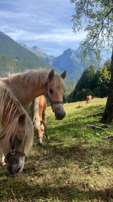 Žrebček Haflinger