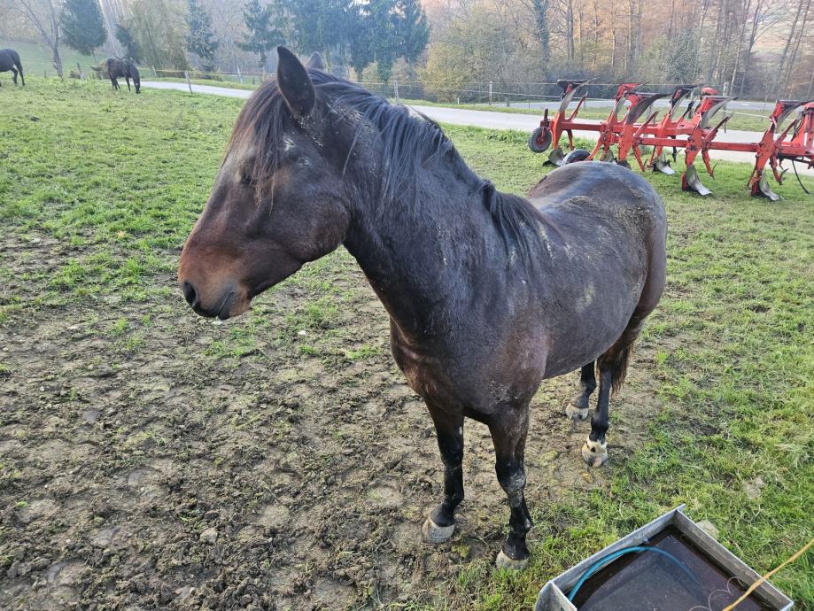 žrebec Anglež star 2,5 let