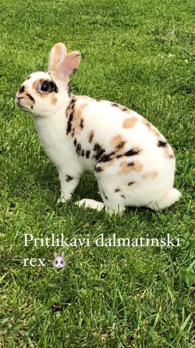 Kupim pritlikavi zajec - kunec dalmatinski rex