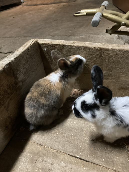 Prodam kunce križane z dalmatinskim rexom