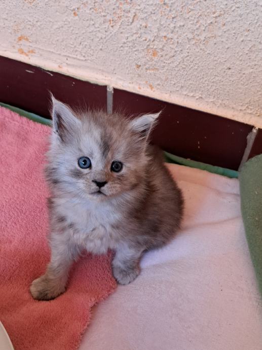 MAINE COON mladički