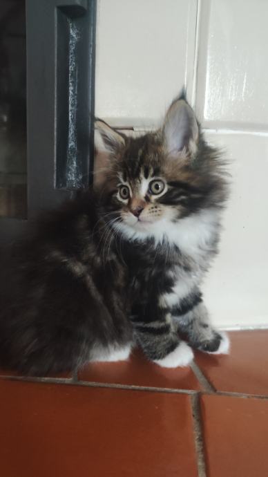 Mladički Maine coon