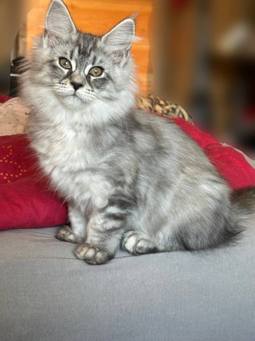 MUCKA MAINE COON - MLADIČEK