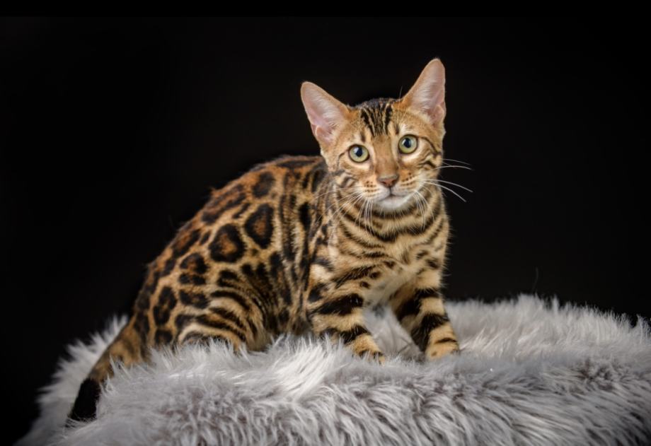 Bengalke