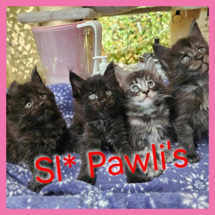 Maine Coon Cattery SI Pawli's