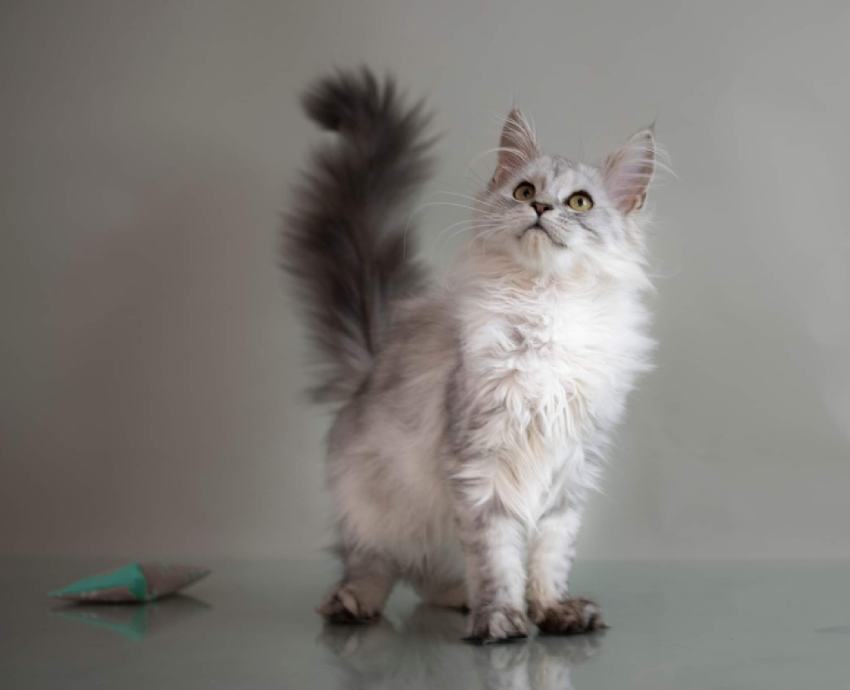 Maine coon