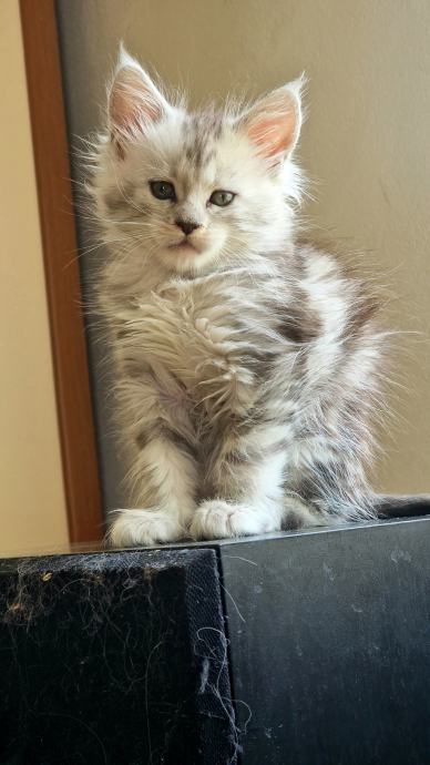 RODOVNIŠKI MLADIČKI PASME MAINE COON