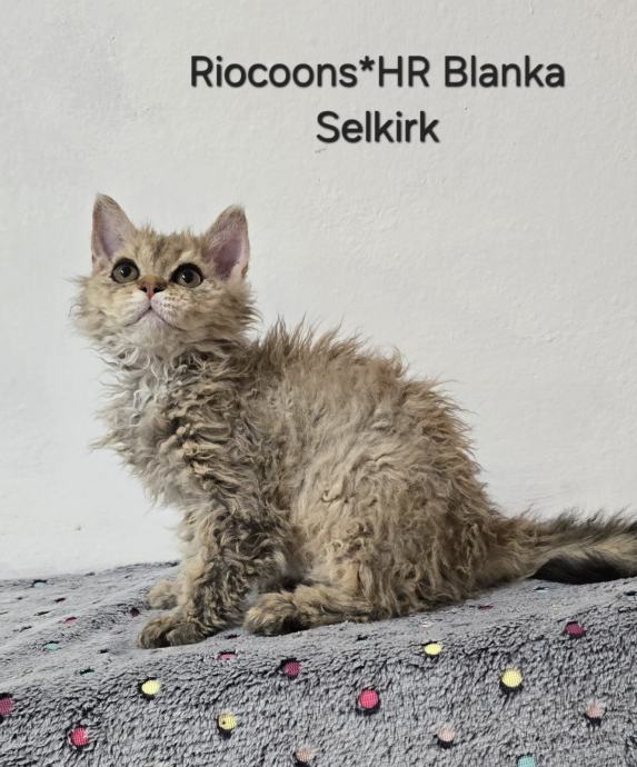 SELKIRK REX RODOVNIŠKI MUCKI