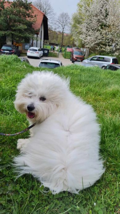 Paritev Coton de Tulear