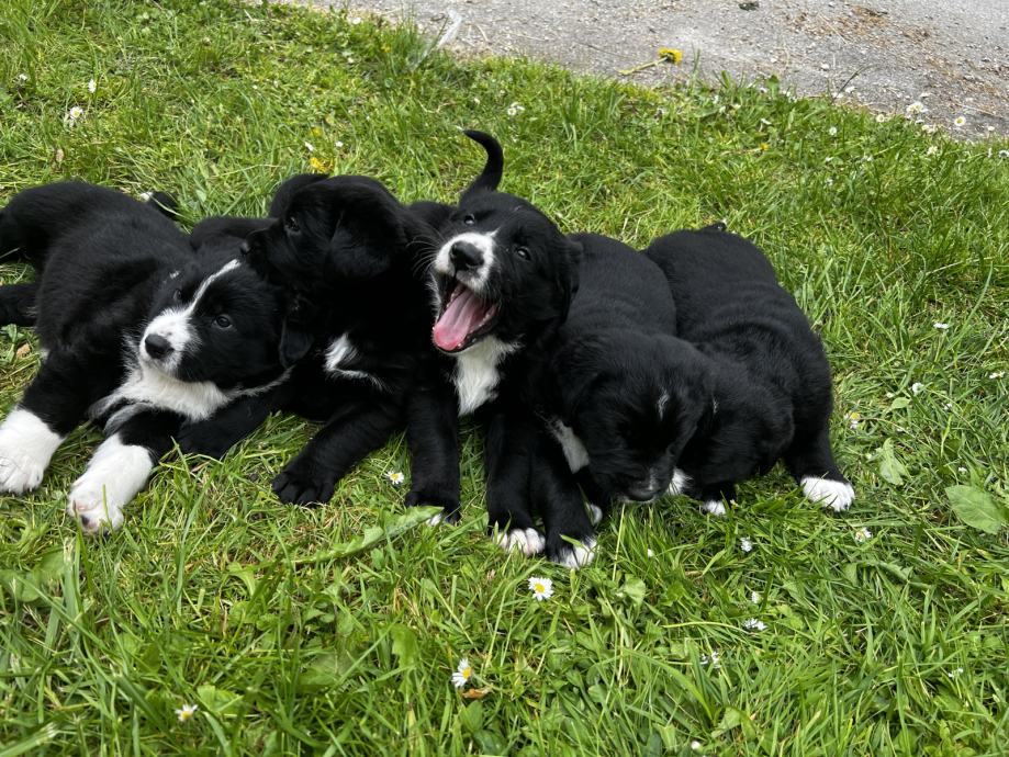 Border collie / Labradorec mladiči