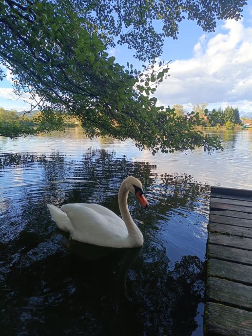 Iščem stanovanje za najem v Ljubljani  (oddaja)