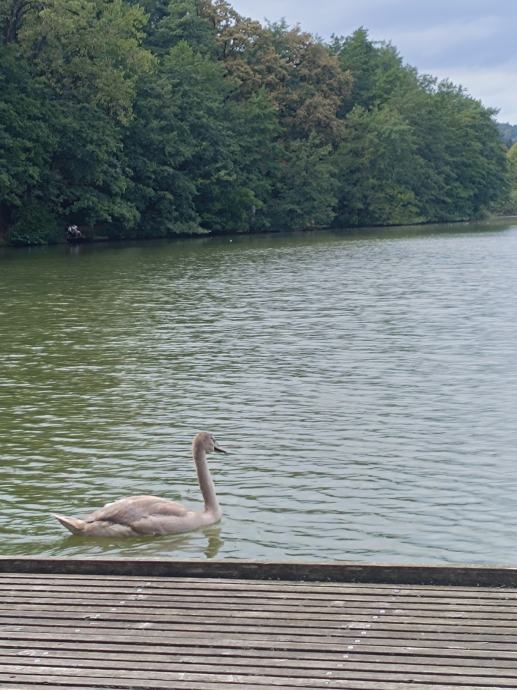 Iščem stanovanje za najem v Ljubljani (oddaja)