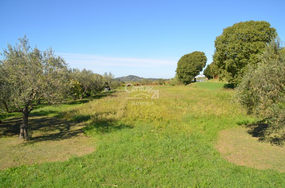 Koper, Dekani, Parcela, kmetijsko zemljišče (prodaja)