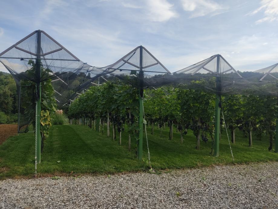 Najamem vinograd na Vinjem Vrhu, Šentjernej in okolica