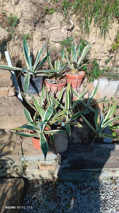 Agave in Kaktusi itd.