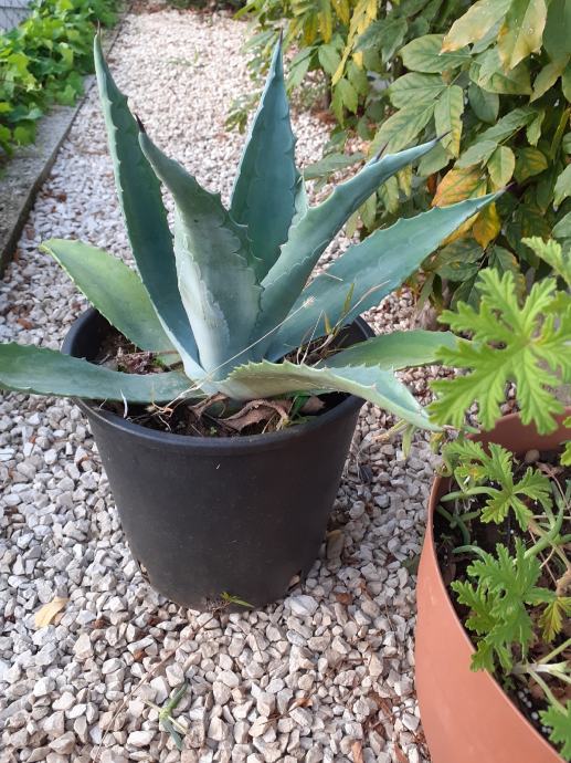 AGAVE različnih velikosti