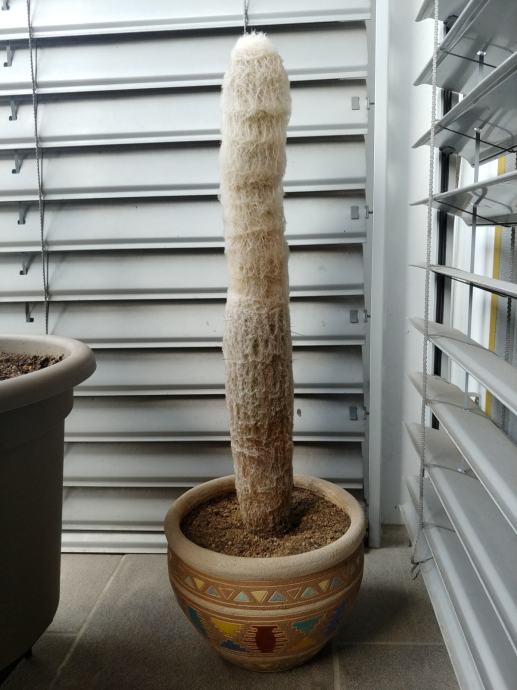 Kaktus - 55 cm
