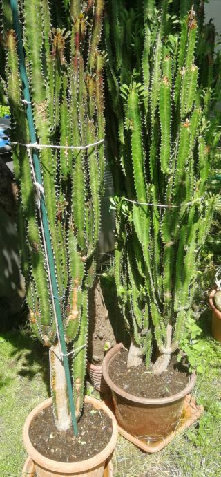 Kaktus euphorbia