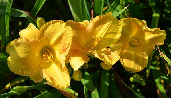 Maslenica / maslenka Juno Glow, zlato rumena (Hemerocallis)