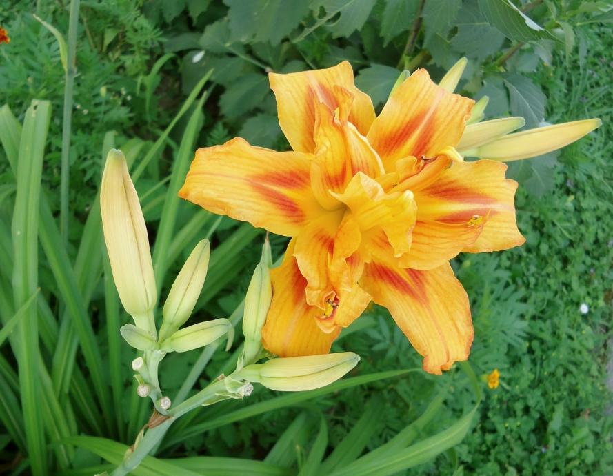 Maslenice Hemerocallis  - dvojni cvet marelične barve (višina 90 cm)