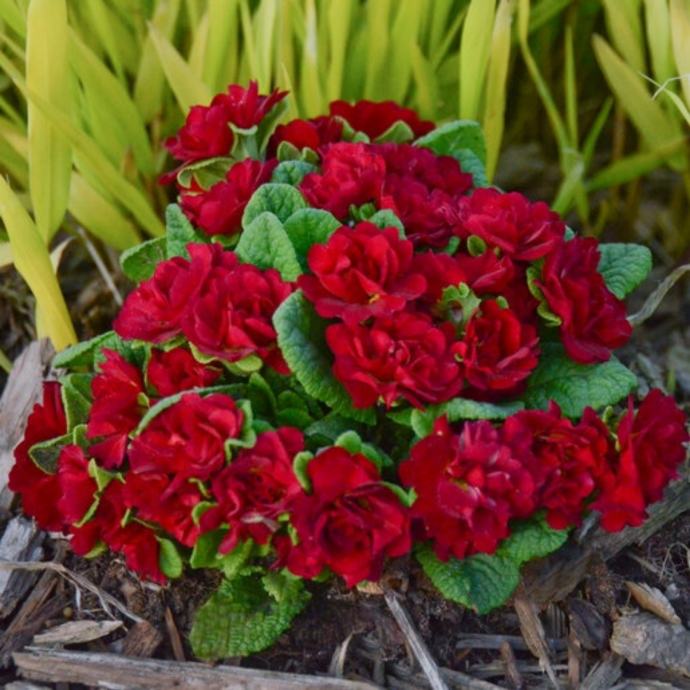 Primula belarina trobentice