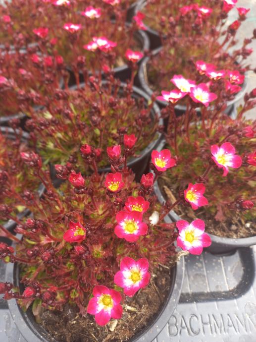 Saxifraga arendsii Marto Picotee Red - kamnokreč