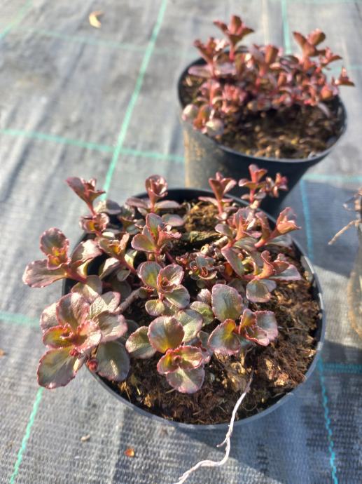 Sedum spurium `Purpur Winter´ - homulnica