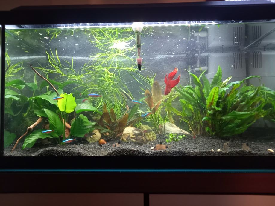 Akvarij Juwel Primo 60 Led z ribami