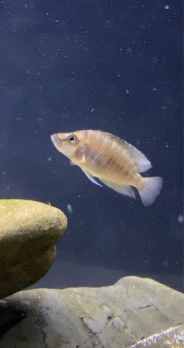 Altolamprologus compressiceps