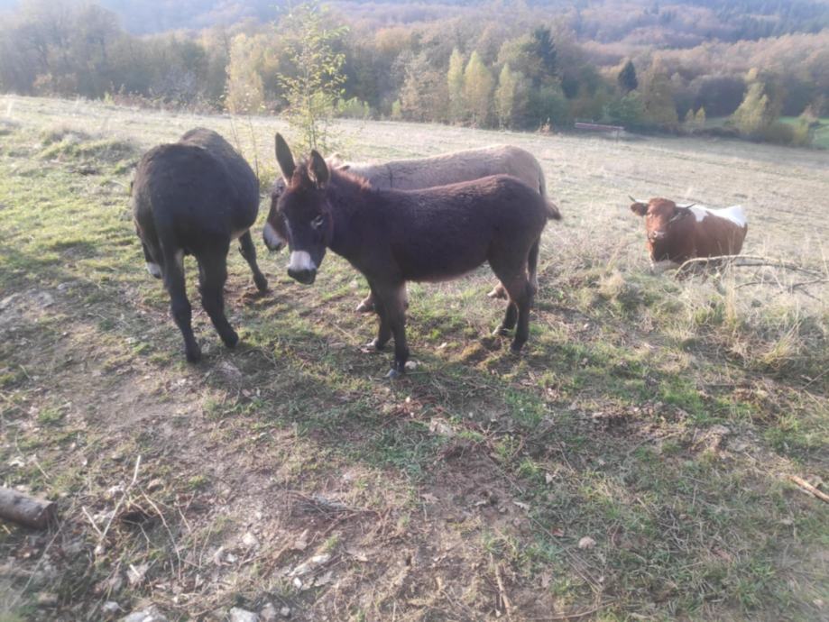 Osel, breja Oslica in Osliček