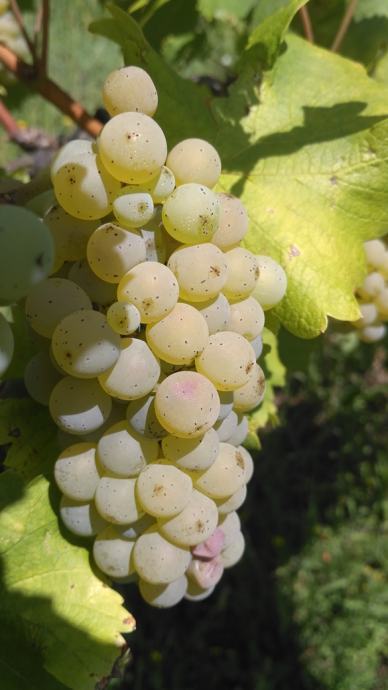 Grozdje sauvignon